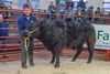 Reserve Champion Beast